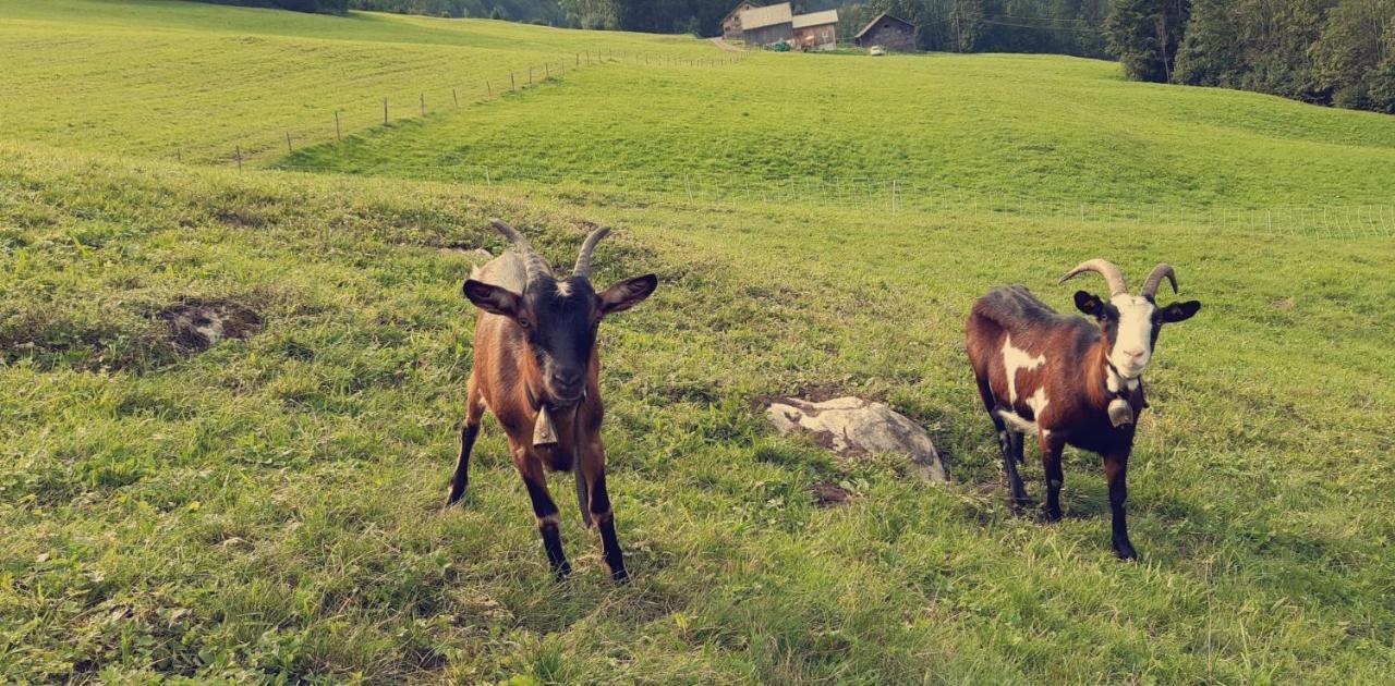 Апартаменти Bauernhof Farnach Андельсбух Екстер'єр фото